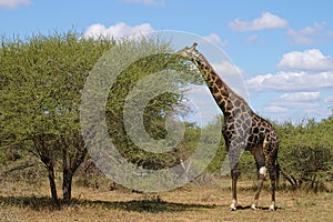 Giraffe