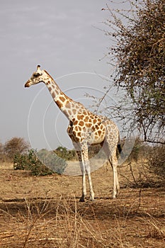 Giraffe