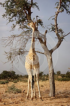 Giraffe