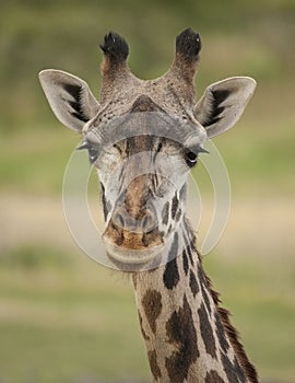 Giraffe