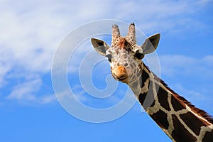 Giraffe