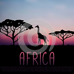 Giraffe and acacia silhouette on sunset background