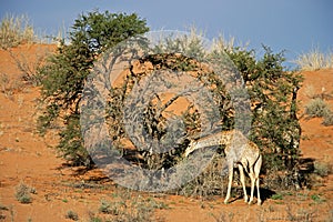 Giraffe and Acacia tree