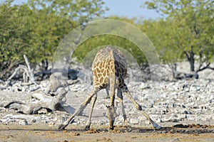 Giraffe adult drinking at waterhole