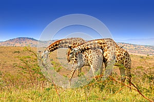 Giraffa simpatia 