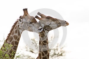 Giraffe Affection
