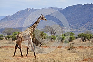 Giraffe in africa