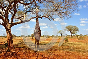 Giraffe Africa photo