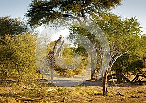 Giraffe In Africa