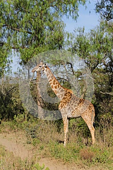 Giraffe in Africa