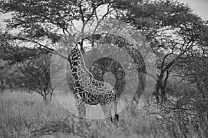 Giraffe Africa Giraffa Safari Big Five Africa