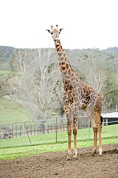 Giraffe in africa on a safari