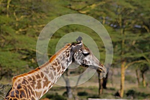 Giraffe in Africa wildlife conservation national park