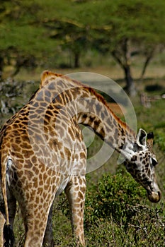 Giraffe in Africa wildlife conservation national park