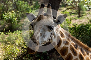 Giraffe in Africa wildlife, jiraffe portrait