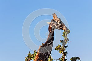 Giraffe in Africa wildlife national park