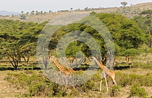 Giraffe in Africa wildlife national park