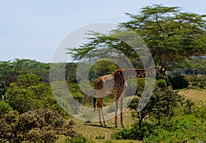 Giraffe in Africa wildlife national park