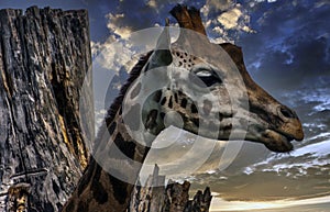 Giraffe - African artiodactyl mammal, the tallest living terrestrial animal and the largest ruminant