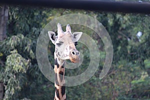 The giraffe is an African artiodactyl mammal, tallest living terrestrial animal and the largest ruminant. Spotted this in a zoo