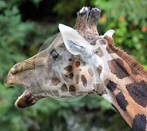 The giraffe is an African even-toed ungulate mammal