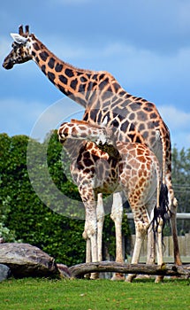 The giraffe is an African even-toed ungulate mammal photo