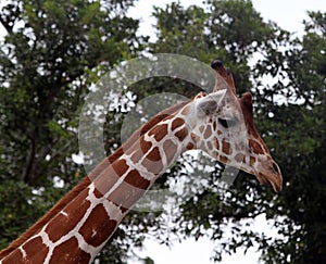 Giraffe