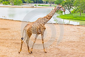 Giraffe is an African mammal