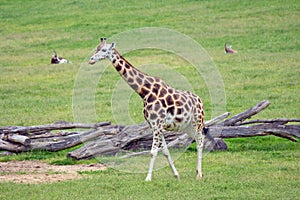 Giraffe african mammal