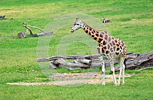 Giraffe african mammal