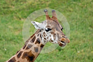 Giraffe african mammal