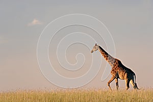 Giraffe on African plains photo