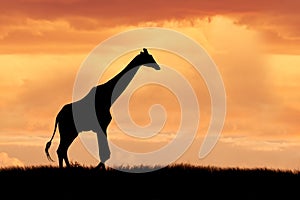 Giraffe on African plains photo