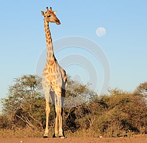 Giraffe - African Queen and the Full Moon