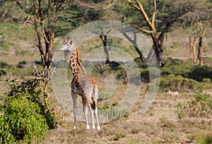 Giraffe in African safari game reserve