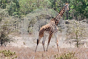 Giraffe in African safari game reserve