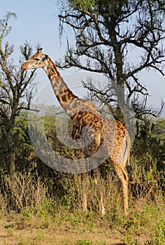 Giraffe in African safari game reserve