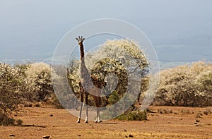 Giraffe in African safari game reserve