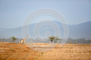 Giraffe in African Safari landscape