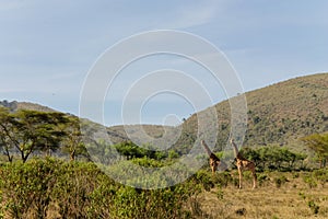 Giraffe in African savana