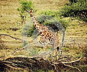 Giraffe on African savanna