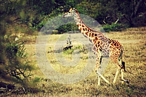 Giraffe on African savanna