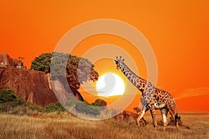 Giraffe in the African savanna at sunset. Serengeti National Park. Tanzania. Africa.