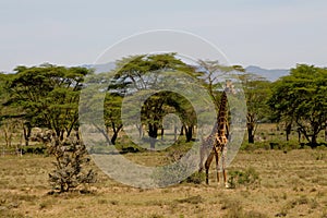 Giraffe in african savanna wildlife