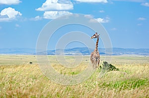 Giraffe in african savanna, wildlife in Amboseli national park, animals in Kenya, Africa