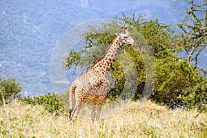 Giraffe in african savannah