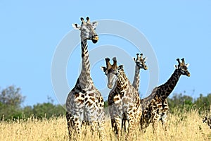 Giraffe in the African savannah