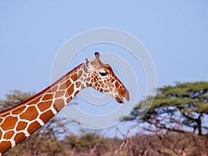 Giraffe on African savannah in Kenya