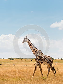 Giraffe in african savannah, at Masai Mara , Kenia