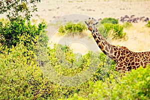 Giraffe in the African savannah. Masai Mara National Park, Kenya. Africa landscape